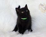 Кошки в Москве: Британский котенок Мальчик, Бесплатно - фото 3