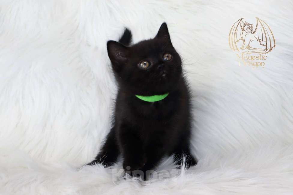 Кошки в Москве: Британский котенок Мальчик, Бесплатно - фото 3