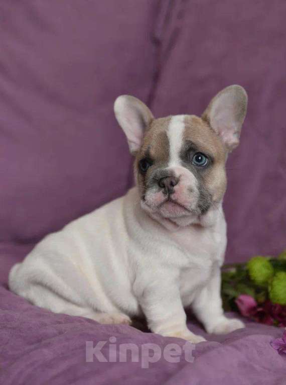 Собаки в других городах Воронежской области: Мальчик французский бульдог  Мальчик, 55 000 руб. - фото 2