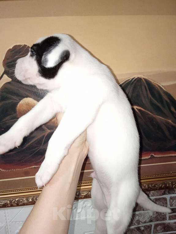 Собаки в Ростове-на-Дону: Щенок  Мальчик, 4 000 руб. - фото 1