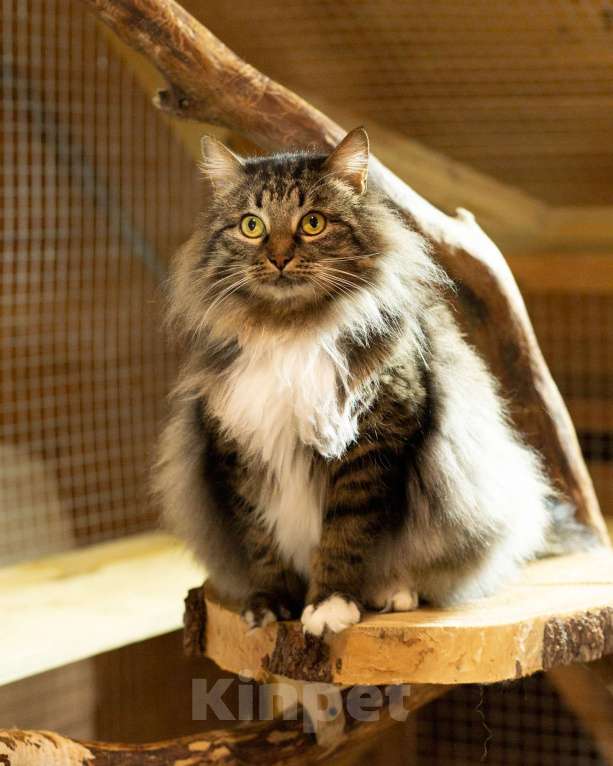 Кошки в Москве: Кот в добрые руки! Мальчик, Бесплатно - фото 9