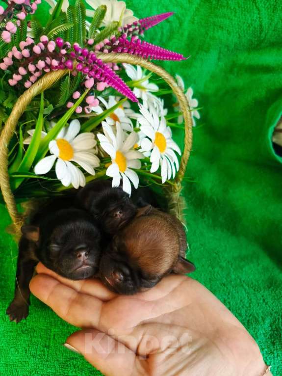 Собаки в Москве: Малыши брабики на сентябрь Мальчик, 40 000 руб. - фото 2