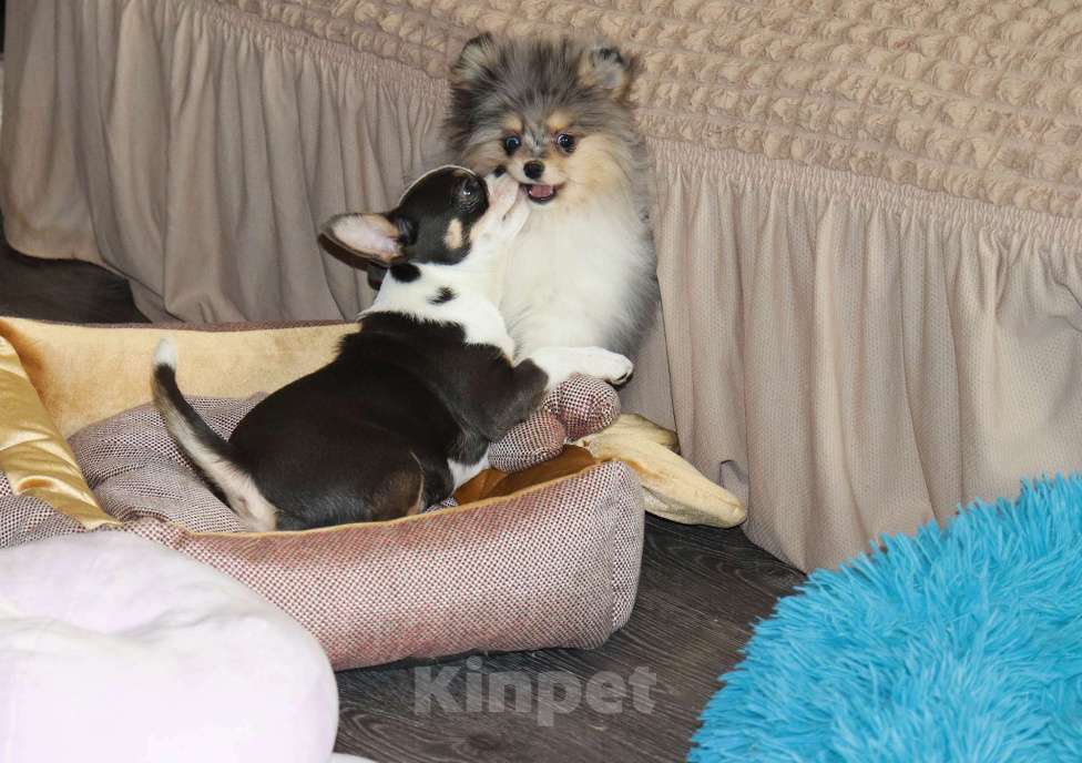 Собаки в Москве: Голубоглазый щенок шпица Мальчик, 55 000 руб. - фото 5