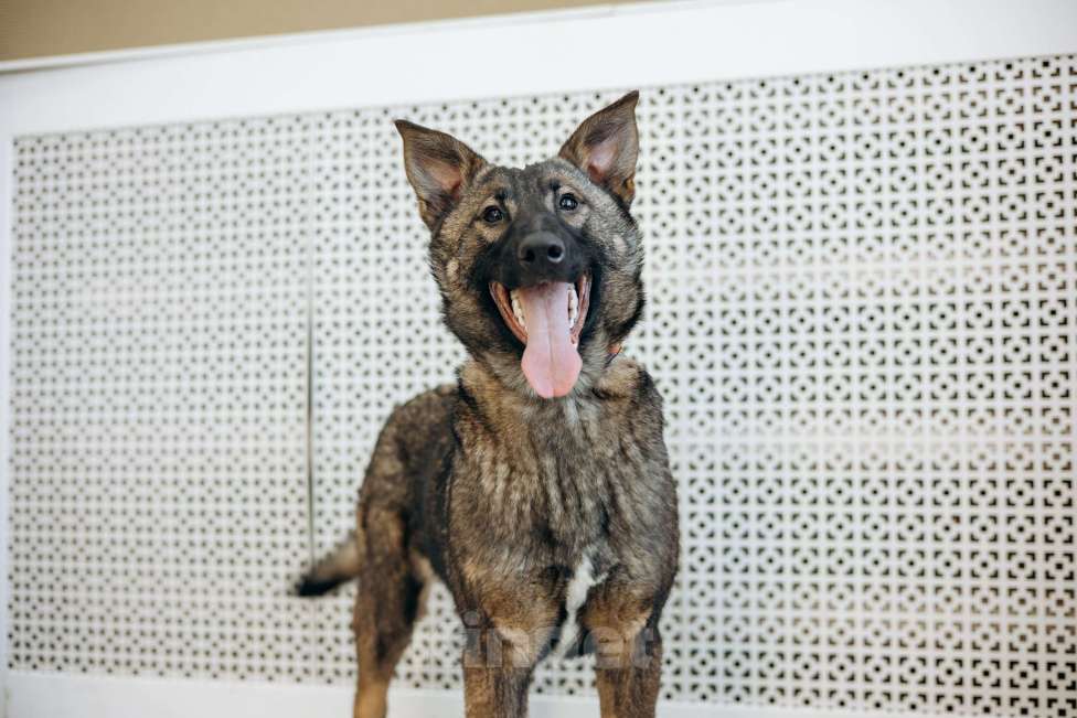 Собаки в Москве: Щенок метис бельгийкой овчарки Девочка, Бесплатно - фото 2
