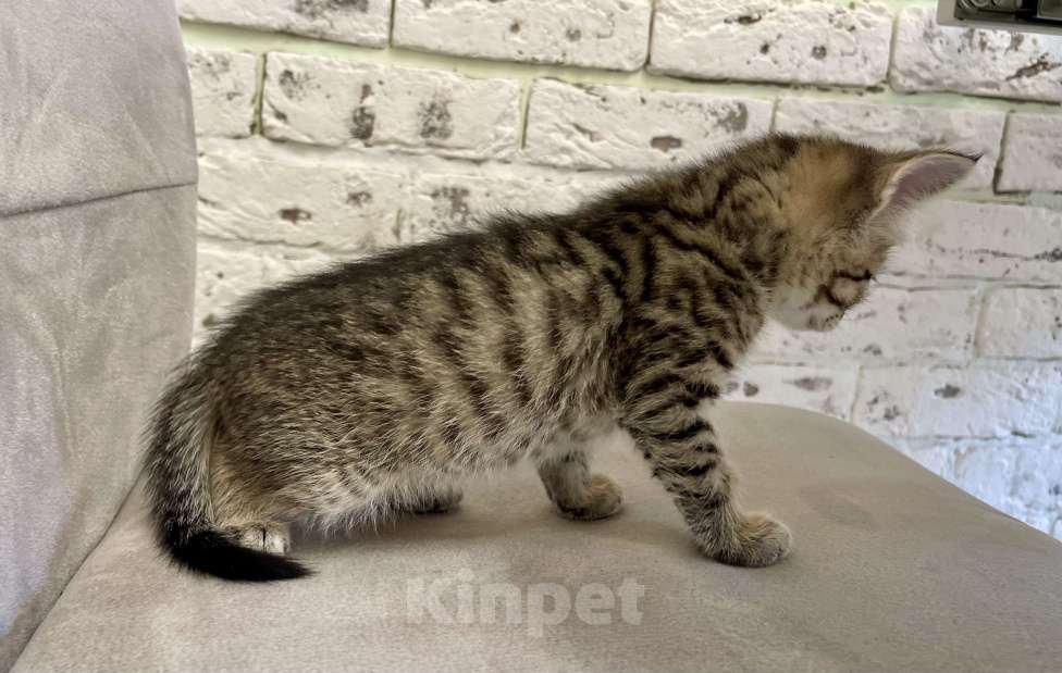 Кошки в других городах Московской области: Котенок шотландский (помесь) Мальчик, 2 000 руб. - фото 4