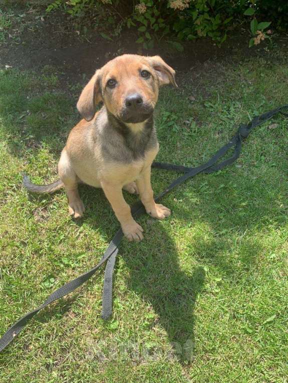 Собаки в Санкт-Петербурге: Ласковые бархатные щеночки Девочка, Бесплатно - фото 4