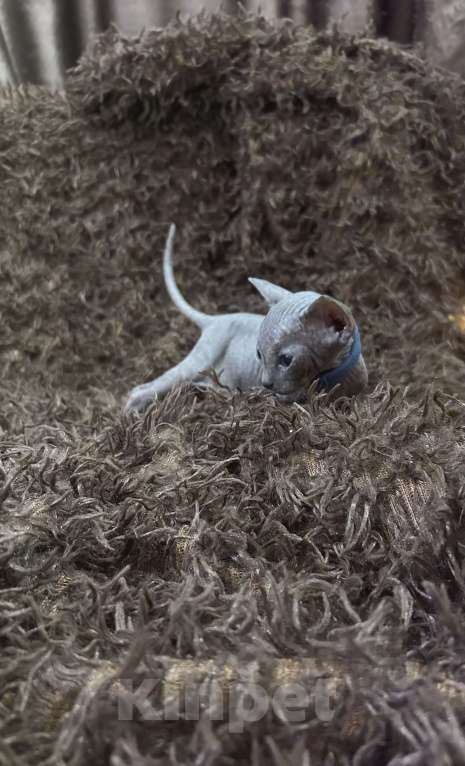 Кошки в Москве: Синий Мальчик, 20 000 руб. - фото 2