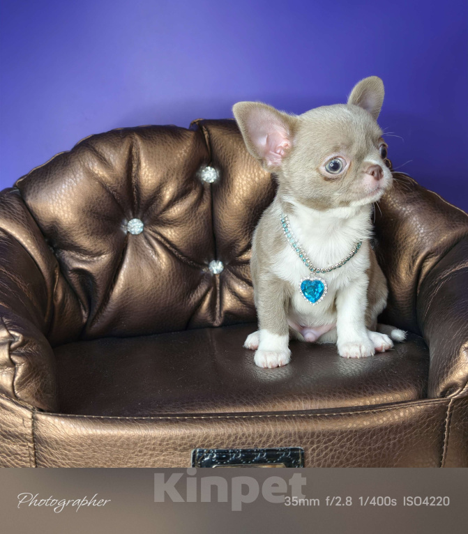 Собаки в Москве: Лиловые чудо мальчик чихуахуа  Мальчик, Бесплатно - фото 4