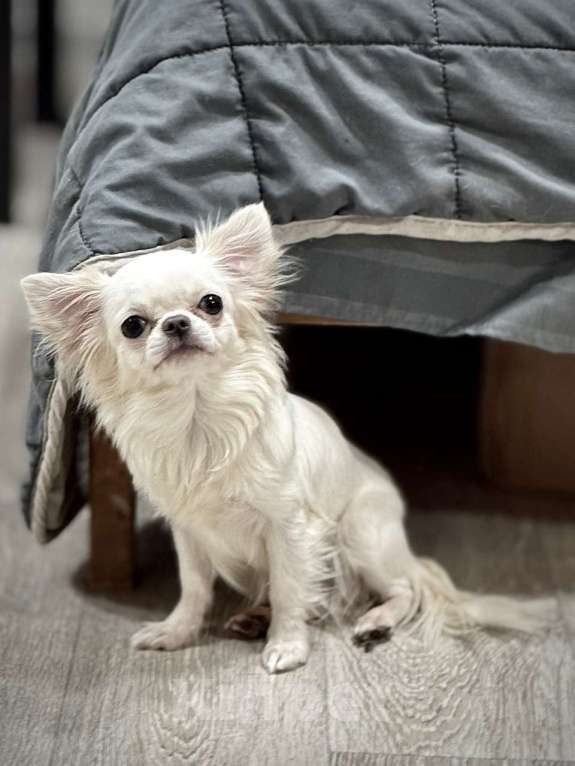 Собаки в Великом Новгороде: Мини девочка  Девочка, 35 000 руб. - фото 5