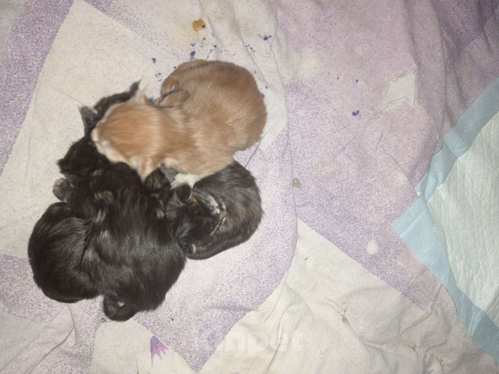 Кошки в Уфе: Мейн кун Мальчик, 18 000 руб. - фото 1