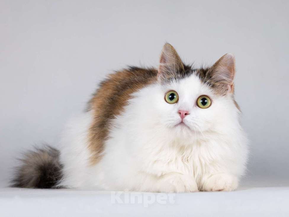 Кошки в Москве: Молодая сибирская трехцветная кошечка Зая в дар Девочка, 1 руб. - фото 4