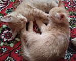 Кошки в Нижнем Новгороде: Котик рыжик Мальчик, Бесплатно - фото 1
