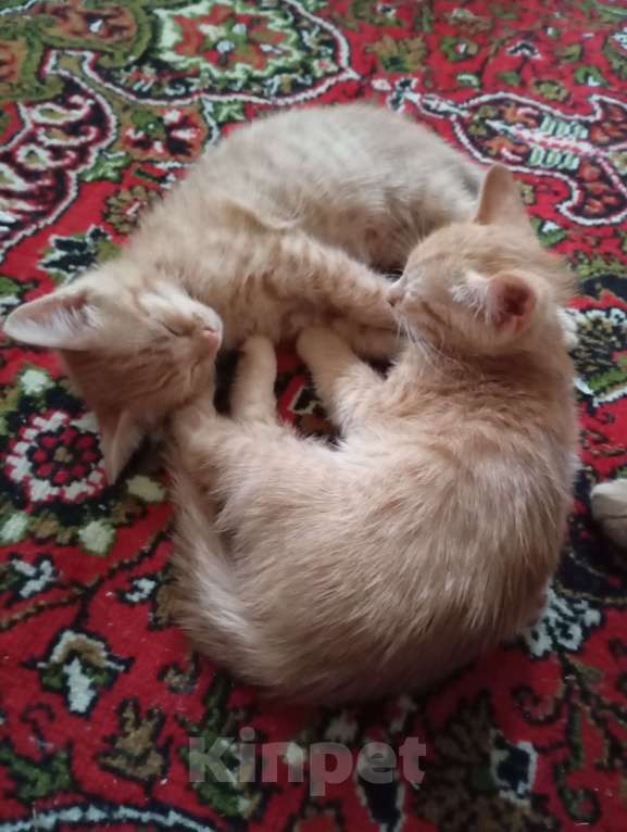 Кошки в Нижнем Новгороде: Котик рыжик Мальчик, Бесплатно - фото 1
