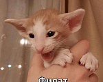 Кошки в Малоархангельске: Петерболды котята, 35 000 руб. - фото 2