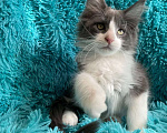 Кошки в Санкт-Петербурге: котик мейн кун Мальчик, 20 000 руб. - фото 2