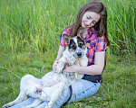 Собаки в Солнечногорске: Щенок в дар Девочка, Бесплатно - фото 4