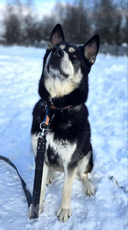 Собаки в Королеве: Малибу! Если вы в поисках не просто питомца, а настоящего друга, с которым хоть на край света Девочка, Бесплатно - фото 3