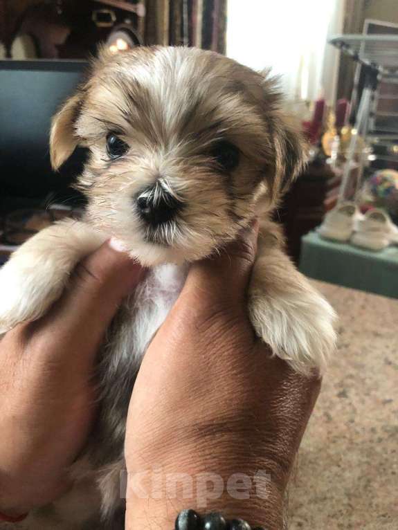 Собаки в Москве: Николь Девочка, 100 000 руб. - фото 9