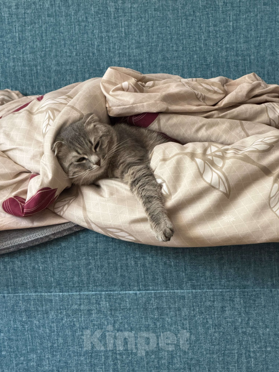 Кошки в Уфе: В добрые руки! Арчи ищет новых хозяев❤️ Мальчик, Бесплатно - фото 4