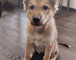 Собаки в Иркутске: Срочно отдам щенка в добрые руки Девочка, Бесплатно - фото 2