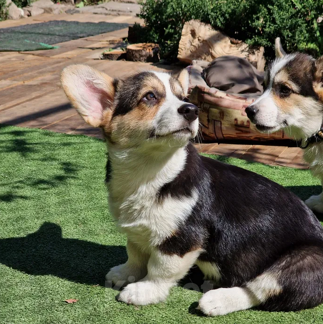Собаки в Москве: Щенки Вельш Корги Пемброк  Мальчик, 25 000 руб. - фото 1