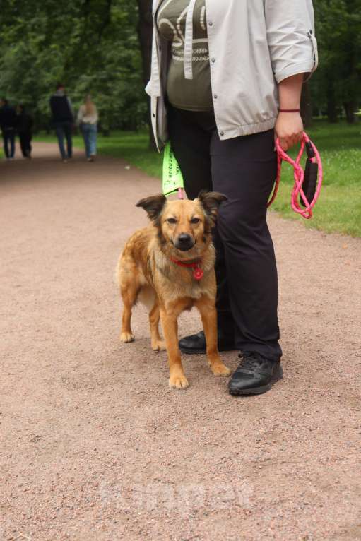 Собаки в Санкт-Петербурге: Хорошенькая небольшая собачка ищет дом Девочка, Бесплатно - фото 8