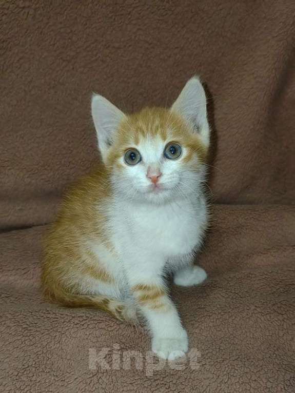 Кошки в Москве: Рыжие и серые котята 1,5 месяца в добрые руки Мальчик, 1 руб. - фото 5