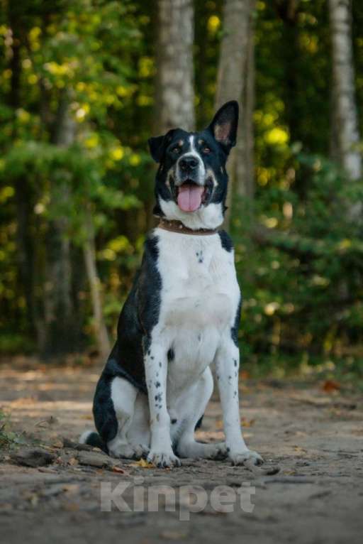 Собаки в других городах Московской области: Верный и надёжный Натан заждался Вас в приюте Мальчик, Бесплатно - фото 4
