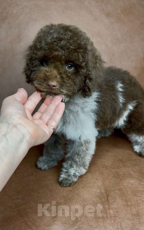 Собаки в Москве: Микс пуделя f2 Мальчик, Бесплатно - фото 3