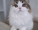 Кошки в Ярославле: Шотландская длинношерстная девочка Девочка, 25 000 руб. - фото 7