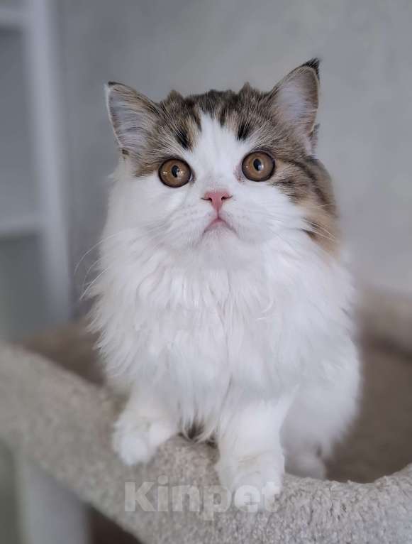 Кошки в Ярославле: Шотландская длинношерстная девочка Девочка, 25 000 руб. - фото 7