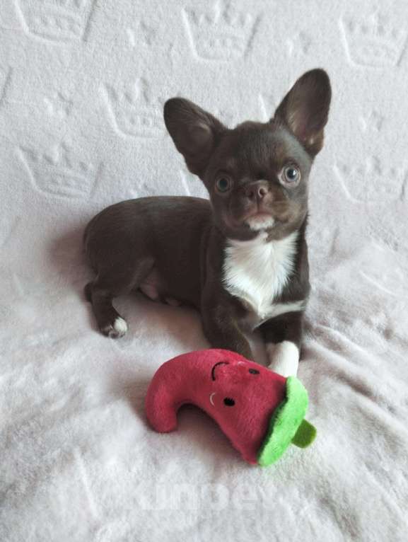 Собаки в Хабаровске: В поисках нового дома Мальчик, 50 000 руб. - фото 3