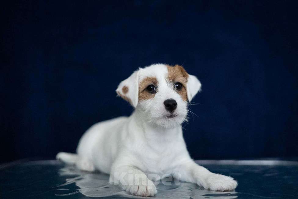 Собаки в Нижнем Новгороде: Джек рассел щенки - девочки Девочка, Бесплатно - фото 1