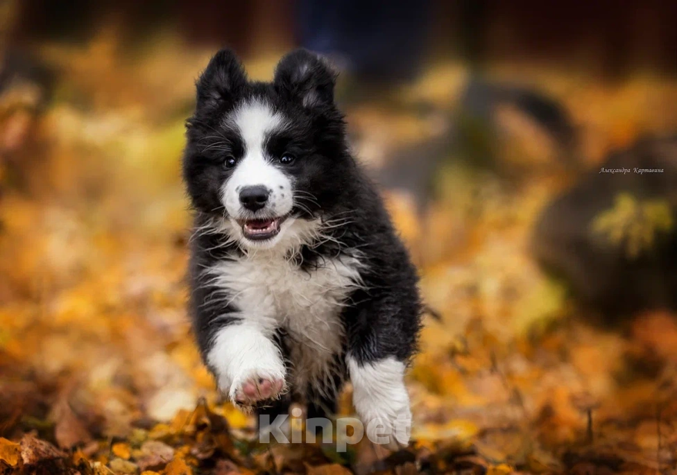 Собаки в Ярославле: Черный принц Мальчик, 80 000 руб. - фото 1
