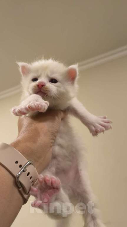 Кошки в Краснодаре: Мейн-кун полидак Мальчик, Бесплатно - фото 1