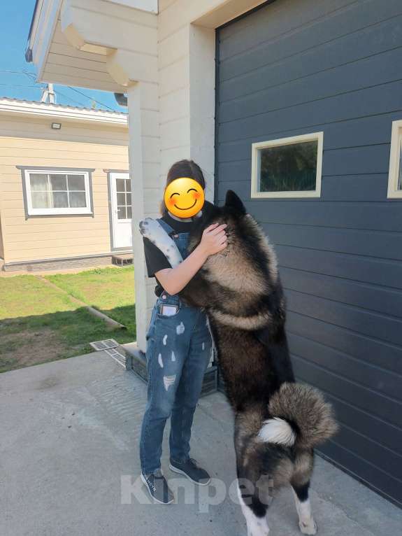 Собаки в других городах Московской области: Американская акита, вязка Мальчик, 10 000 руб. - фото 7