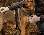 Собаки в Санкт-Петербурге: Гера из приюта в добрые руки Девочка, Бесплатно - фото 8