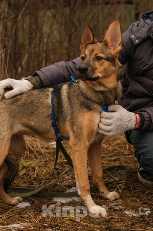 Собаки в Санкт-Петербурге: Гера из приюта в добрые руки Девочка, Бесплатно - фото 8