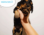 Собаки в Москве: Русский охотничий спаниель , щенок Мальчик, 25 000 руб. - фото 2