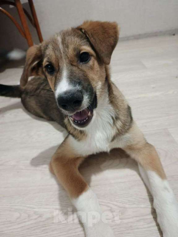 Собаки в Иркутске: Щенок Девочка, Бесплатно - фото 2