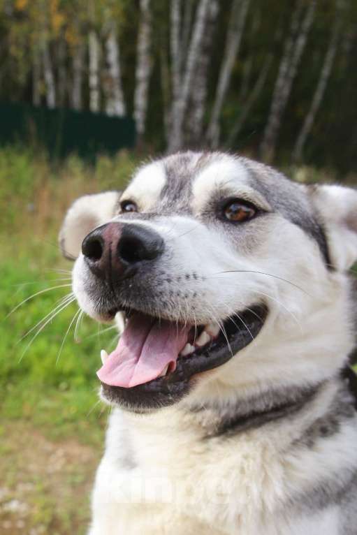 Собаки в Москве: Серенький Мальчик, Бесплатно - фото 34