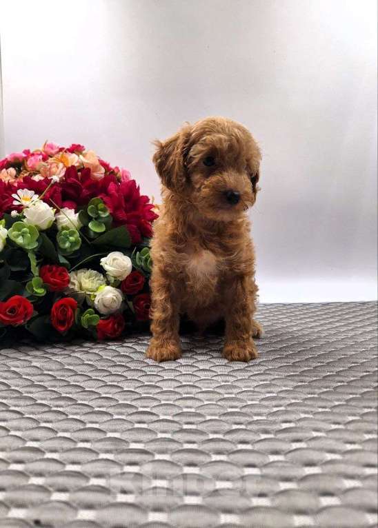 Собаки в Новосибирске: Щенки пуделя Разнополые, Бесплатно - фото 6