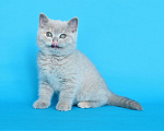 Кошки в Ульяновске: Британский котенок (кошечка) Девочка, 12 000 руб. - фото 7
