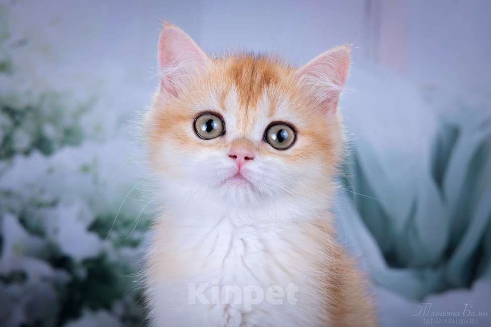 Кошки в Мытищах: Британские котята золотая шиншилла Девочка, 35 000 руб. - фото 2
