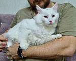 Кошки в Санкт-Петербурге: Белый красавчик котик Мальчик, Бесплатно - фото 2