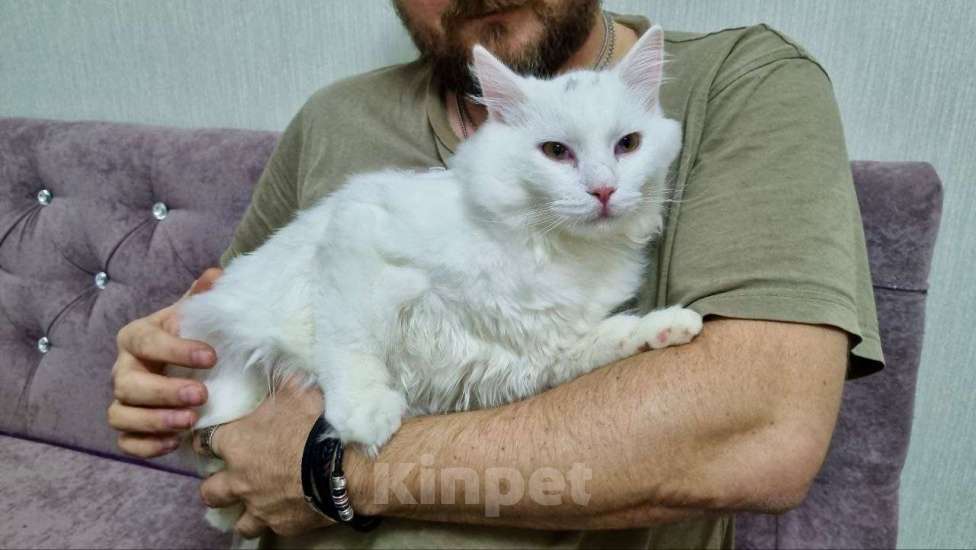 Кошки в Санкт-Петербурге: Белый красавчик котик Мальчик, Бесплатно - фото 2