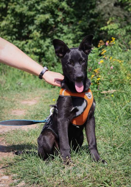 Собаки в Подольске: Щенок 3,5 месяца Хоста в добрые руки  Девочка, Бесплатно - фото 2