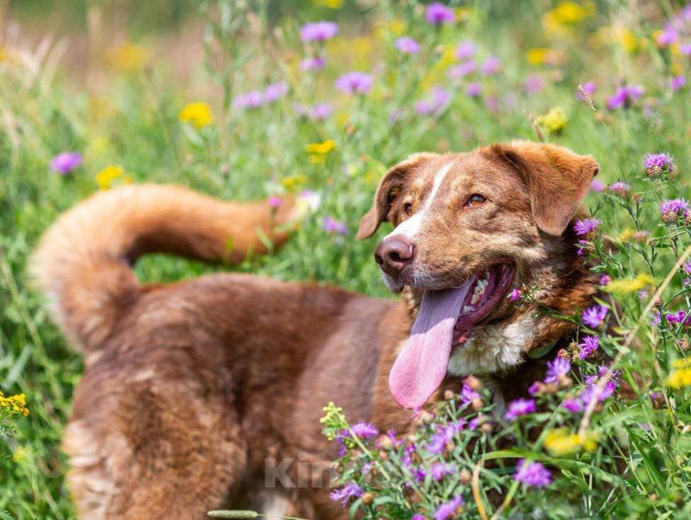 Собаки в других городах Московской области: Собака Барни ищет дом.  Мальчик, Бесплатно - фото 3