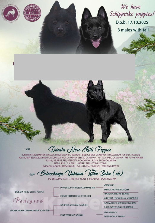 Собаки в Воронеже: Шипперке, мальчик Мальчик, 60 000 руб. - фото 2