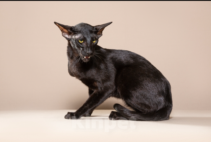 Кошки в Екатеринбурге: Вязка Мальчик, Бесплатно - фото 2